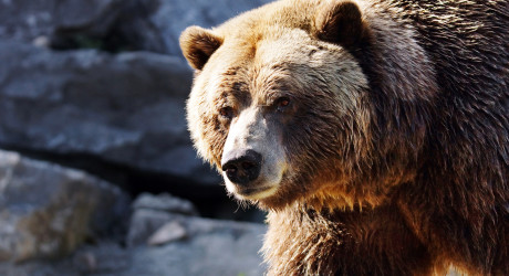 Мишка и туристы