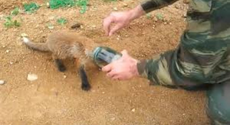 Лисенок подошёл к охотникам за помощью