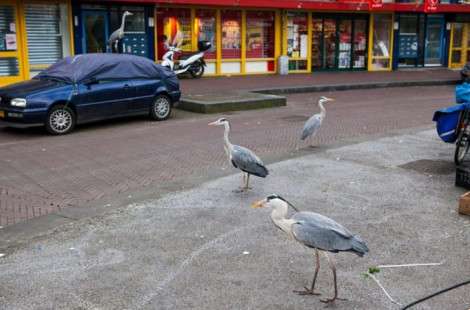 Городские цапли Амстердама