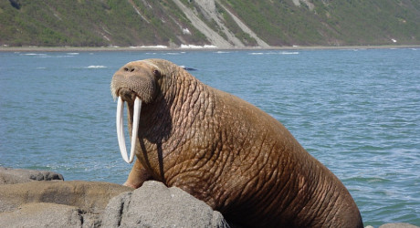 Остров Врангеля. Часть 2: в гостях у "друзей" белых медведей