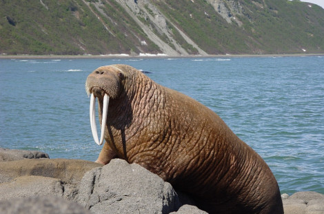 Остров Врангеля. Часть 2: в гостях у "друзей" белых медведей