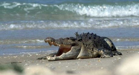 Крокодил вылез на пляж курорта в Мексике
