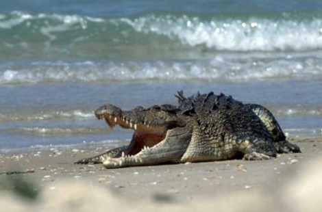 Крокодил вылез на пляж курорта в Мексике