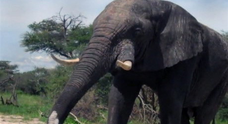 Слон зашёл в гости попить из бассейна