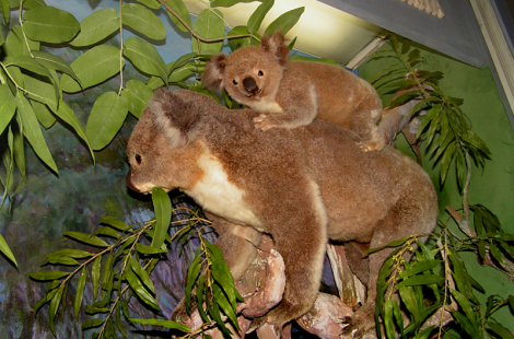 Зоологический музей Санкт-Петербурга