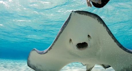 «Город скатов» на Каймановых островах