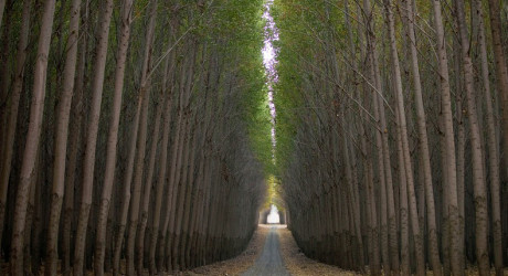 Древесная ферма Boardman – сюрреалистичный парк деревьев одинаковой формы