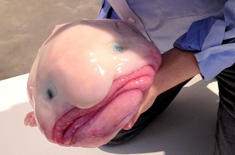 Рыбу-каплю признали самой причудливой рыбой на планете