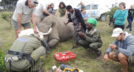 Спасение носорогов в ЮАР
