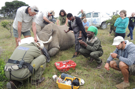 Спасение носорогов в ЮАР