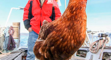 Парень путешествует на своей яхте вместе с курицей