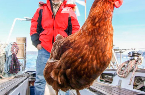 Парень путешествует на своей яхте вместе с курицей