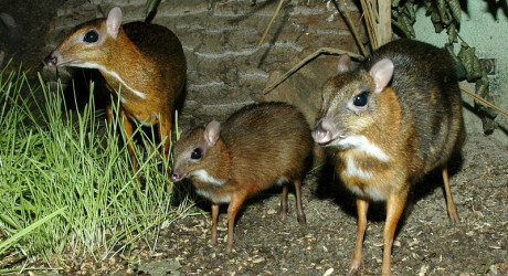 Самый маленький олень в мире