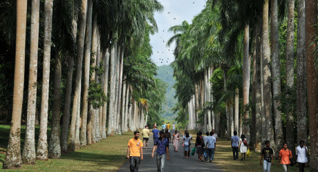 Королевский ботанический сад в Перадении, Шри-Ланка