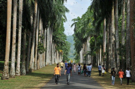 Королевский ботанический сад в Перадении, Шри-Ланка