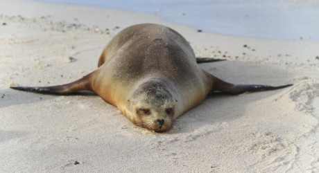Крупный морской слон загорает на пляже среди туристов