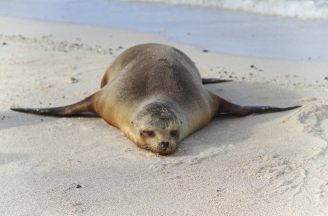 Крупный морской слон загорает на пляже среди туристов