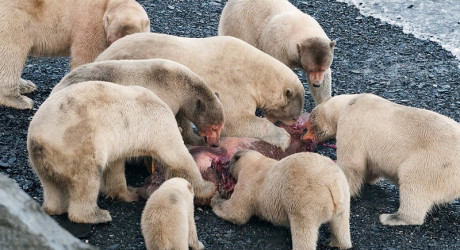 Остров Врангеля. Часть первая: в гостях у белых медведей