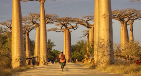 Баобаб – символ Африки