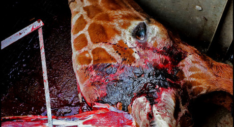 В Дании на глазах посетителей зоопарка убили жирафа