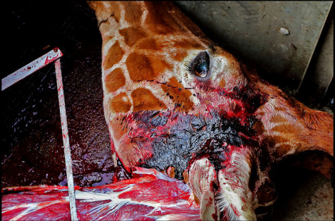 В Дании на глазах посетителей зоопарка убили жирафа