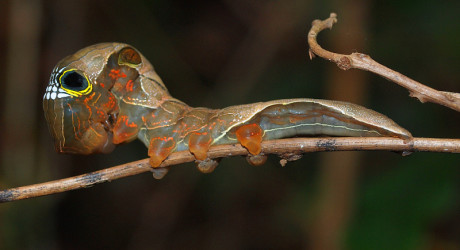 Необычные насекомые Австралии