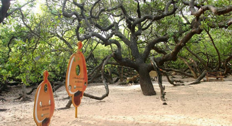 Самое крупное и необычное дерево Южной Америки