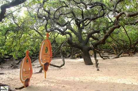 Самое крупное и необычное дерево Южной Америки