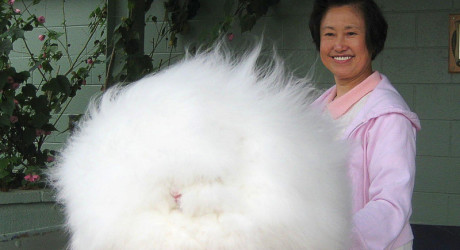 Самые необычные животные мира