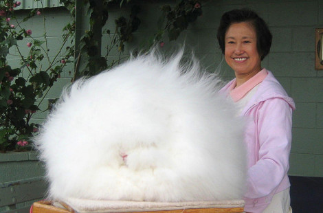 Самые необычные животные мира