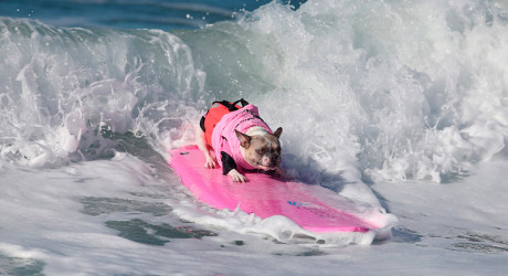 Surf City – ежегодный конкурс по серфингу для собак в Калифорнии