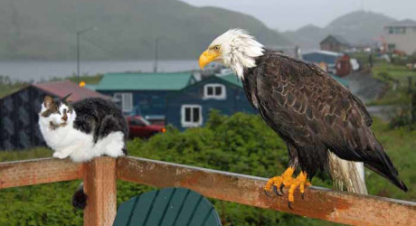 Уналашка – город на Аляске, где орлов больше, чем ворон