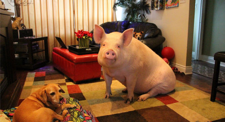 В канадской семье живёт мини-пиг весом в 335 кг