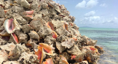 Обычный «Остров раковин», расположенный в Карибском море