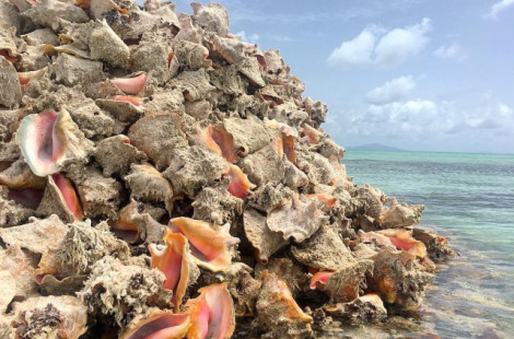 Обычный «Остров раковин», расположенный в Карибском море