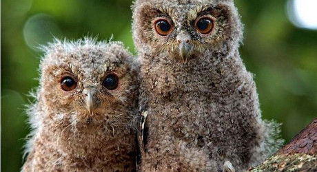 Какие сувениры запрещено вывозить из некоторых стран