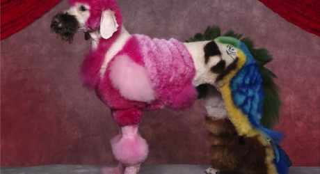 Конкурс на самую креативную причёску среди собак