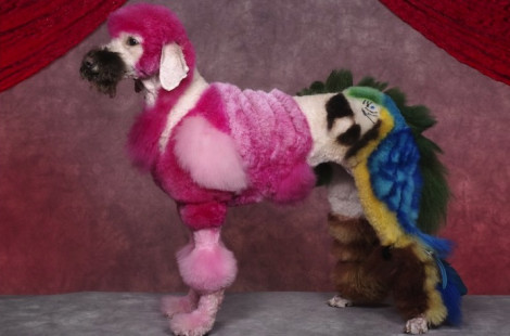 Конкурс на самую креативную причёску среди собак