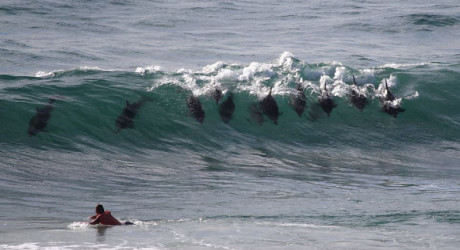 Дельфиний серфинг в Австралии