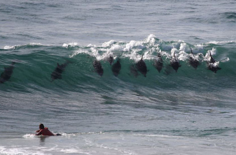 Дельфиний серфинг в Австралии