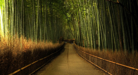 Бамбуковый лес Сагано в Японии