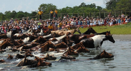Плавающие пони острова Ассатигу