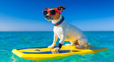 А вы знали что на Мальдивах запрещены собаки?