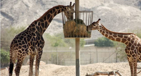 Посещение зоопарка Аль-Айна и Центра дикой природы