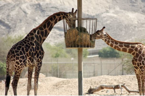 Посещение зоопарка Аль-Айна и Центра дикой природы