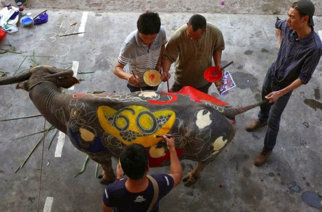 Боди-арт на буйволах в Китае