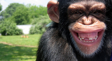 Улыбающиеся животные (19 фото)