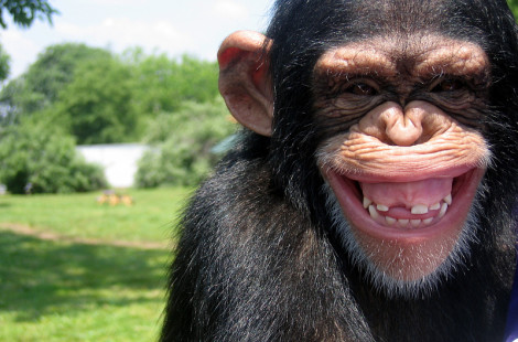 Улыбающиеся животные (19 фото)