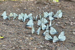 Вьетнам, Китай, Таиланд, старт c 31 июля по 31 октября 2026. Фото 3