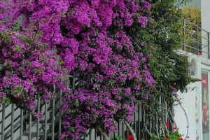 Абхазия, c 14 июня 2026 по 30 июня 2026, на 16 дней. Фото 3